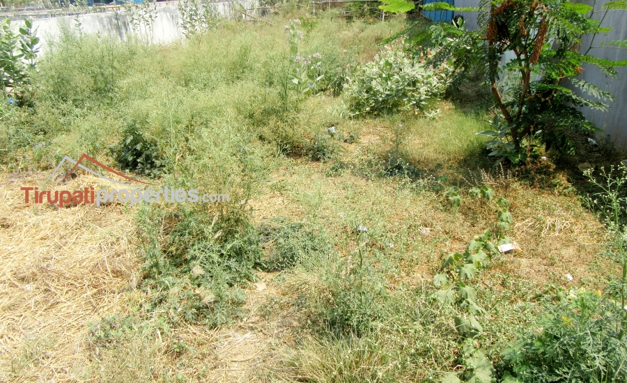 47 Anks North Facing #ReadyforConstruction #PlotforSale in Thimminaidupalem Near Mangalam Road, #Tirupati